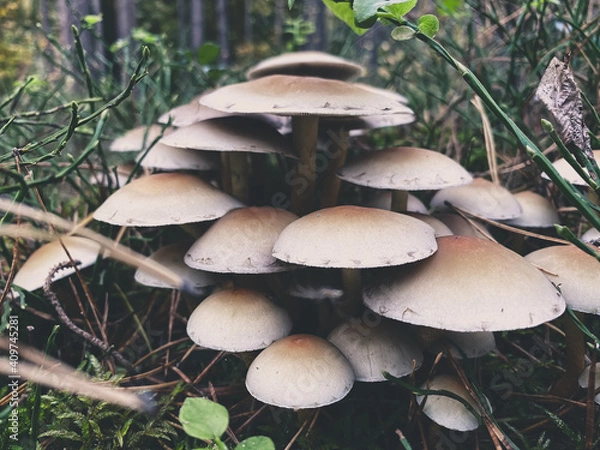 Obraz mushrooms in a forest 1