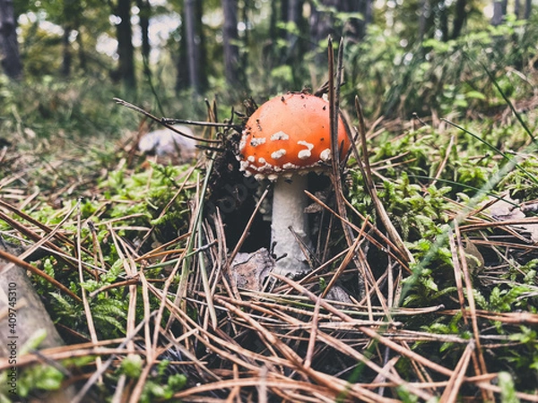 Obraz small toadstool in a forest