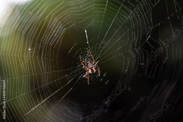 Obraz spider in web