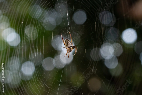 Obraz spider in web