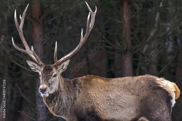 Obraz Big deer in the forest