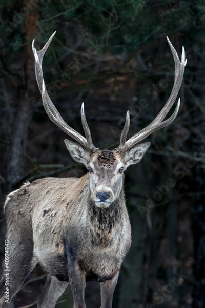 Obraz Big deer in the forest