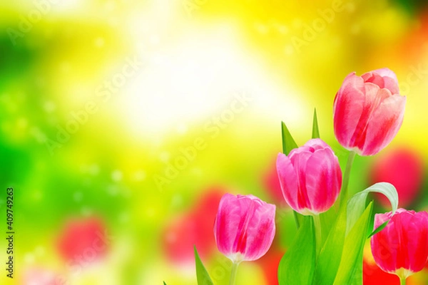 Obraz Bright colorful spring flowers