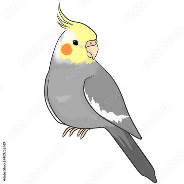 Obraz オカメインコ