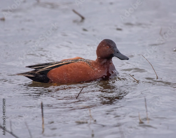 Obraz Cinnamon Teal