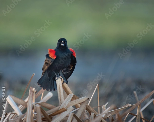 Obraz Red-winged Blackbird