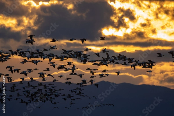Obraz Snow Geese at Sunset