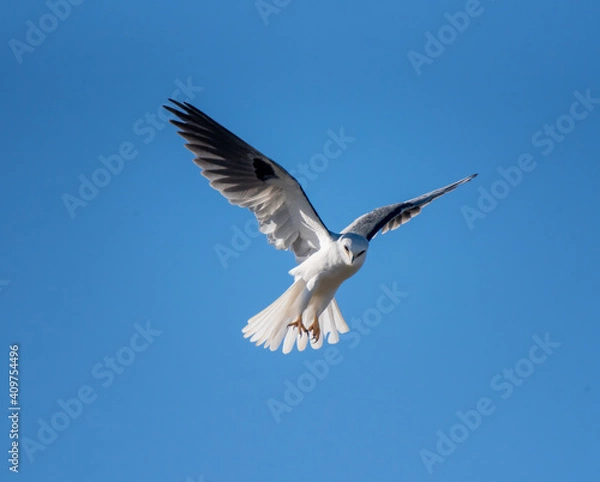 Obraz White-tailed Kite Hunting