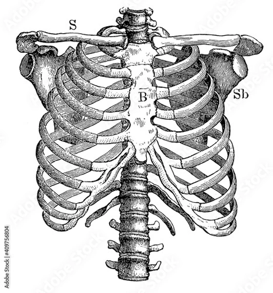 Obraz Thorax from the front. Illustration of the 19th century. Germany. White background.