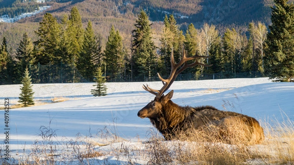 Obraz View of a bull elk (cervus canadensis) lying down in the grass in Canada
