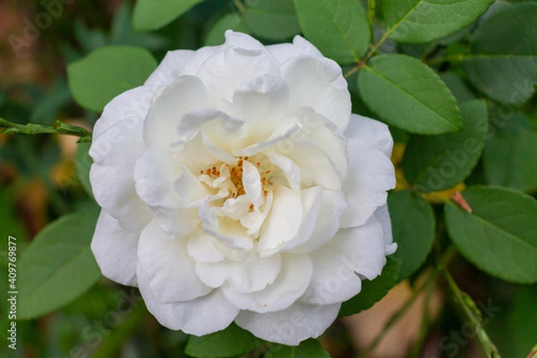 Obraz white rose flower