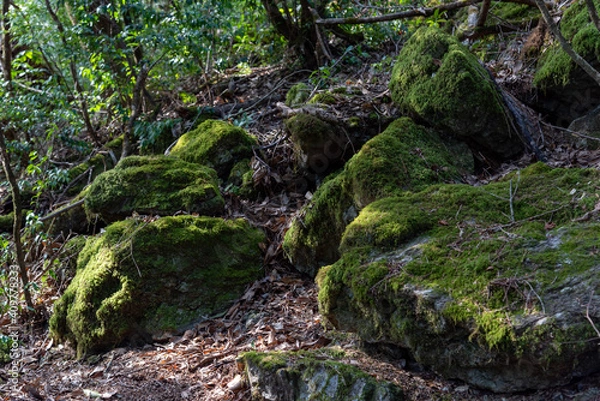 Fototapeta 高知県工石山の山道