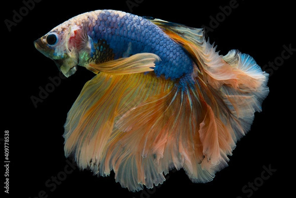 Fototapeta Beautiful movement of yellow blue Betta fish, Rhythmic close up of Siamese fighting fish, Betta splendens, Halfmoon betta of Thailand on black background.