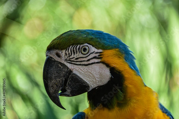 Obraz blue and yellow macaw