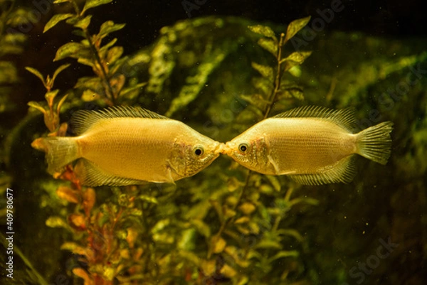 Obraz San Valentin fish day 