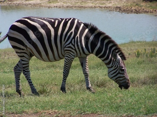 Obraz Zebra