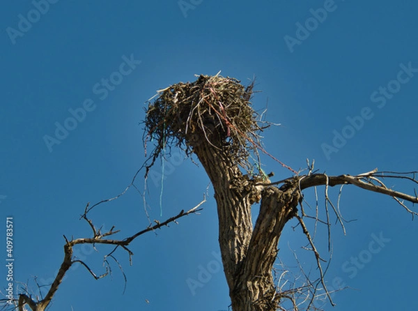 Fototapeta Large bird nest on top of dead tree 