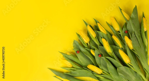Fototapeta Yellow tulips. Bouquet on a yellow background. postcard on March 8, mother's day, birthday. space for the text.