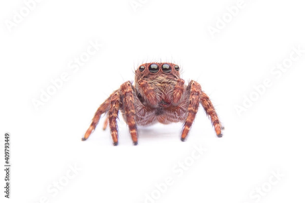 Obraz jumping spider isolated on white background.