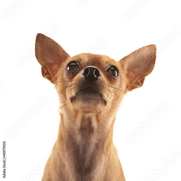 Obraz Chihuahua