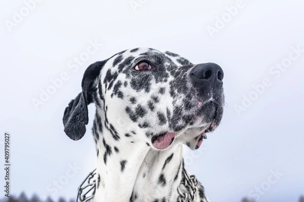 Obraz Portrait of a spotted dog in nature. A Dalmatian is walking along a winter field.