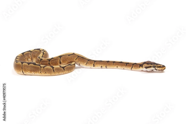 Fototapeta Ball python
