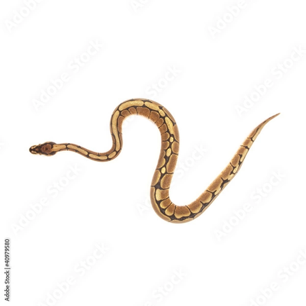 Fototapeta Ball python