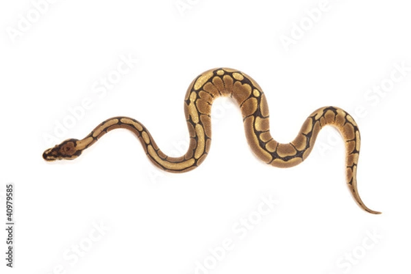 Fototapeta Ball Python
