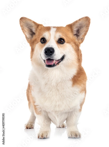 Obraz young Pembroke Welsh Corgi