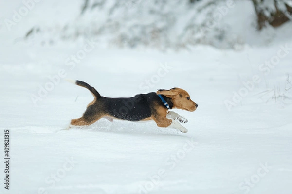 Obraz beagle dog running in the snow