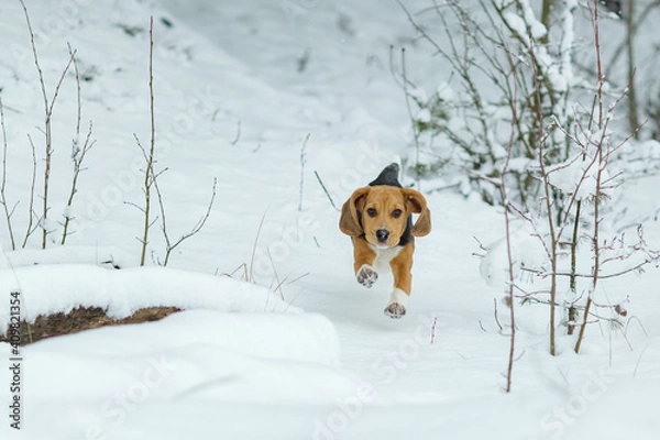 Obraz beagle dog running in the snow