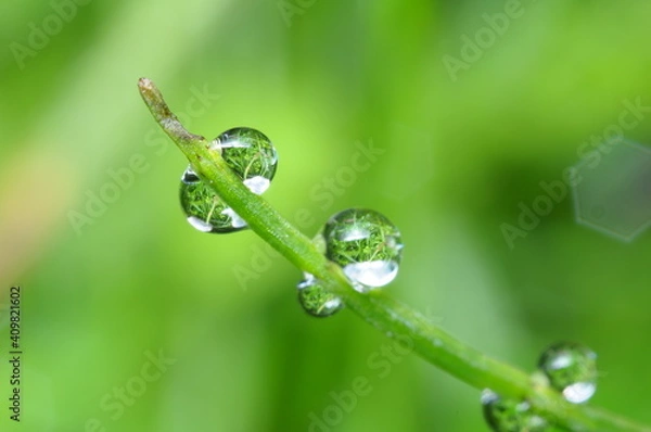 Obraz water drop on the morning leaf