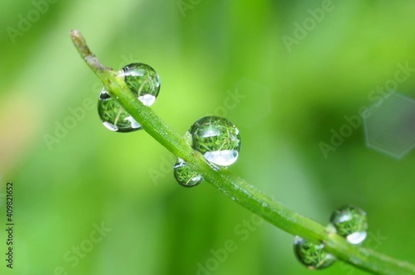 Obraz water drop on the leaf