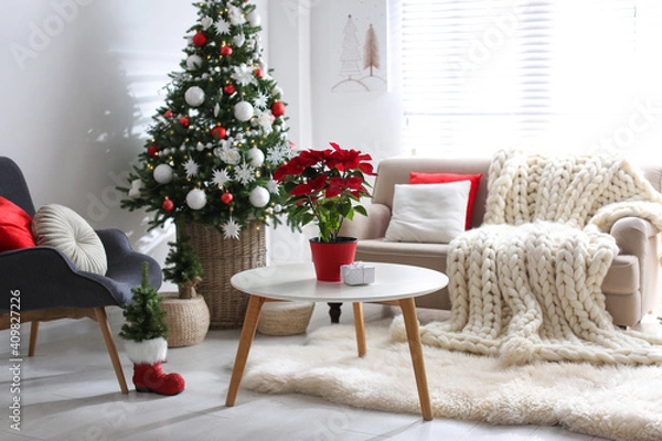 Fototapeta Beautiful poinsettia and gift box on white table in stylish living room interior. Traditional Christmas flower