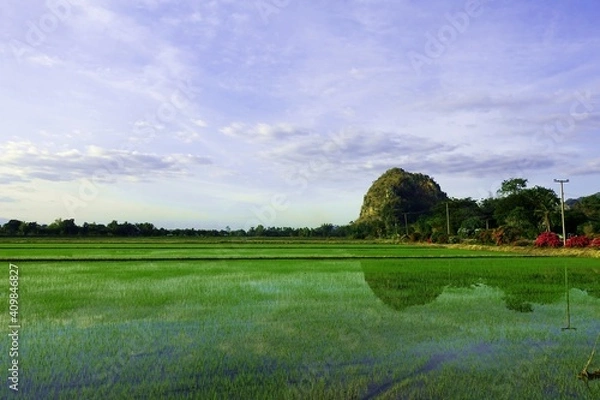 Fototapeta Rice paddy field with a mountain in the background and a reflection of it on the surface of the field. 