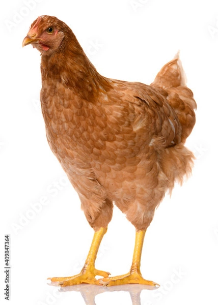 Obraz one brown chicken isolated on white background, studio shoot