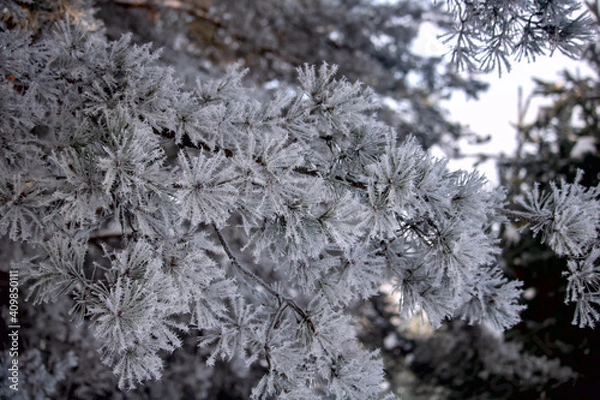 Fototapeta snow covered branches