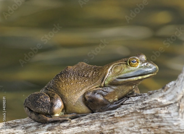 Obraz Big Eye