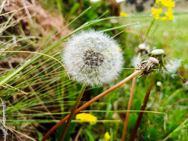 Obraz Diente de León