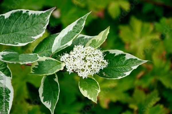 Fototapeta Cornus alba “Elegantissima” with white and green leaves blossom in spring in the garden
