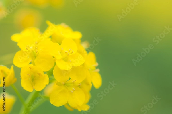 Obraz 菜の花のマクロ