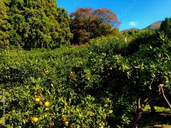 Fototapeta tree in the field