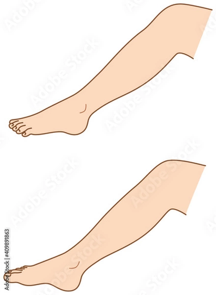 Obraz 足　ふくらはぎ　外側内側