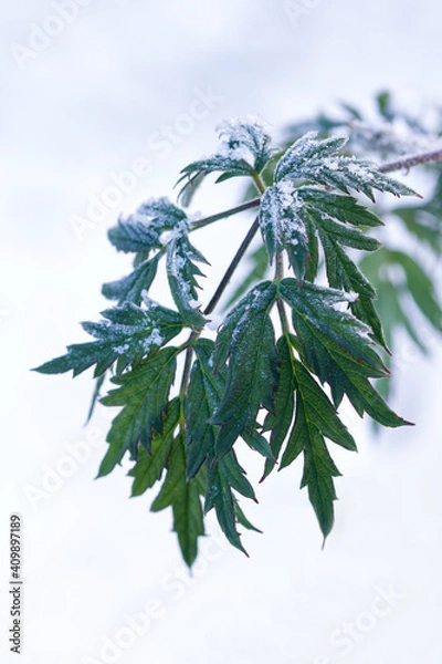 Obraz green leaf with frost