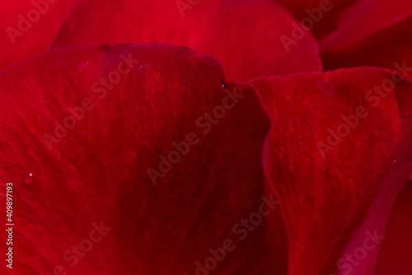 Obraz Close up red rose petal background