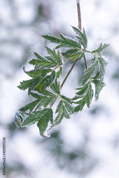 Obraz Leaf in wintertime
