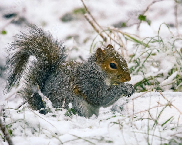 Fototapeta Squirrel on snow