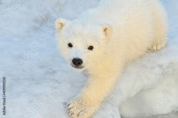 Fototapeta polar bear cub