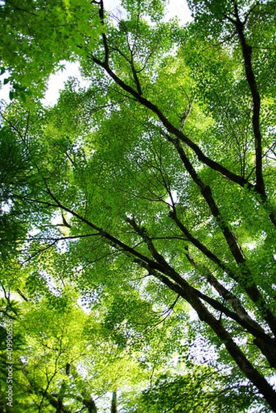 Fototapeta 青もみじ