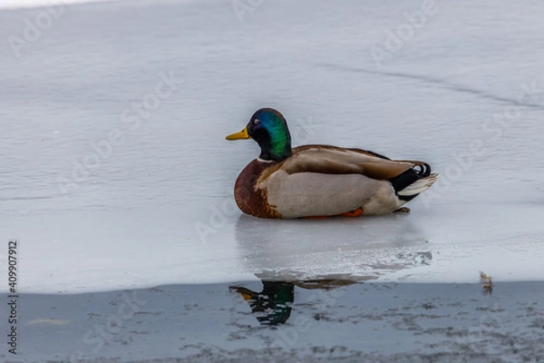 Fototapeta Drake Mallard (Anas platyrhynchos) duck sitting on the ice during winter. Selective focus, background blur and foreground blur.
